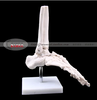 модел на кости на крака на човека подметка на стъпалото стави на стъпалото глезен большеберцовая и малоберцовая кости модел на стъпалото ортопедия Клон