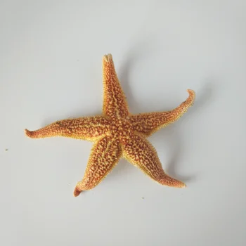 8-12 см Натурална Морска звезда Естествени Шипове Морска Звезда Сушени Проби Мивка Beidaihe Средиземноморски Стил Сватбена Украса